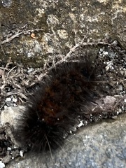Lepidoptera