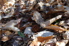 Neottia bifolia