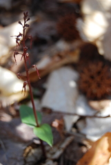 Neottia bifolia