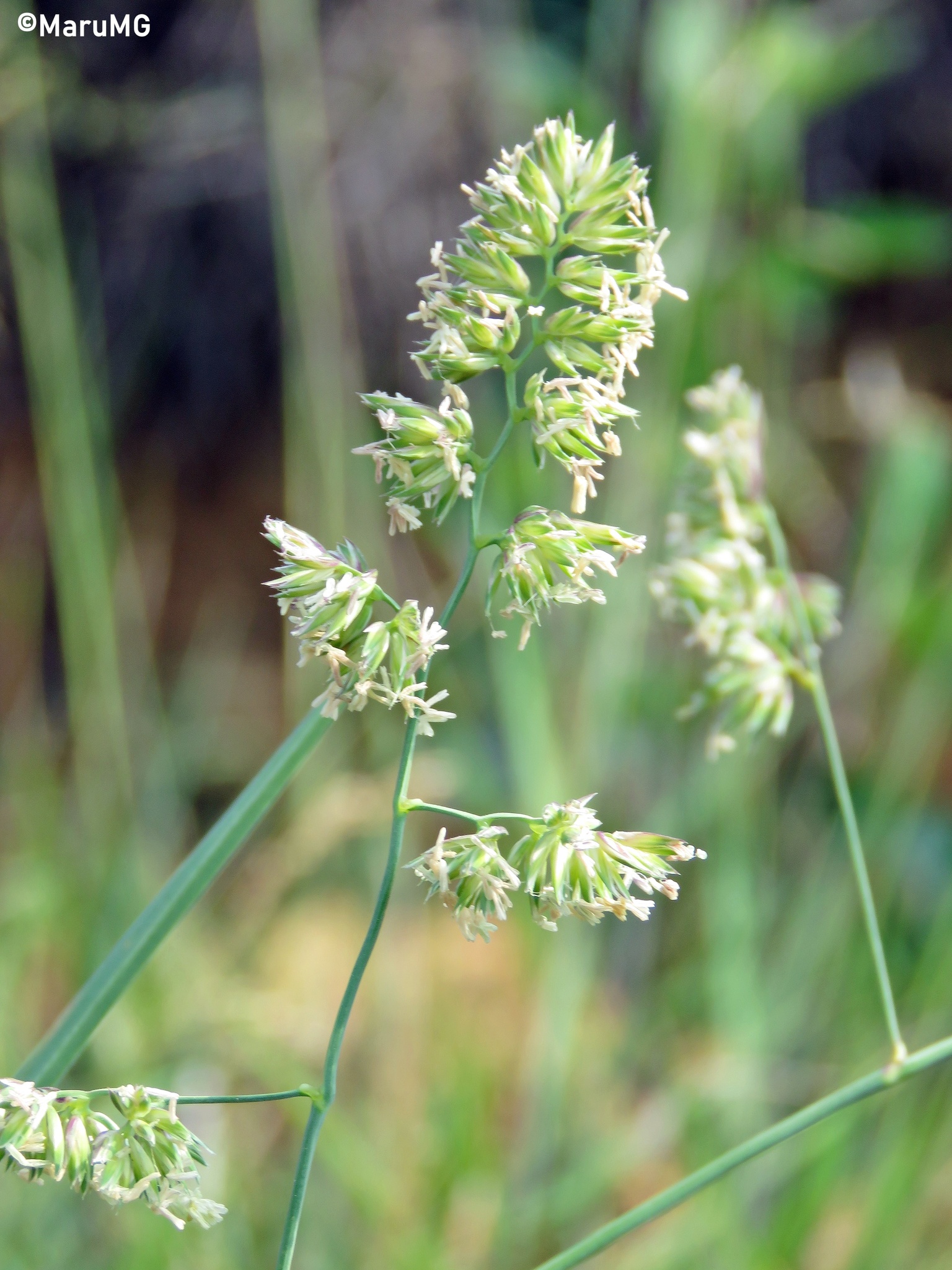 orchard grass (Dactylis glomerata)  iNaturalist