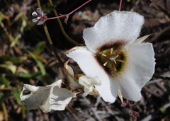 Calochortus howellii