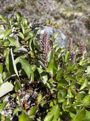 Salix arctophila