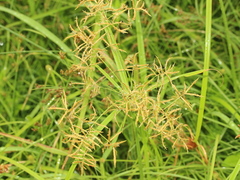 Cyperus tuberosus