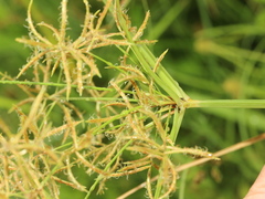 Cyperus tuberosus