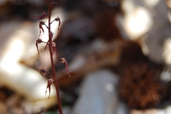 Neottia bifolia