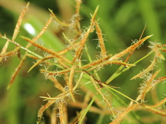 Cyperus tuberosus