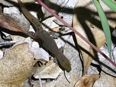 Sphaerodactylus nicholsi