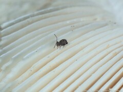 Ptenothrix marmorata