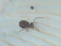 Ptenothrix marmorata