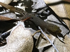 Sphaerodactylus nicholsi