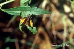 Corticea immocerinus