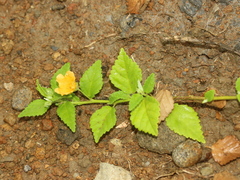 Sida rhombifolia insularis