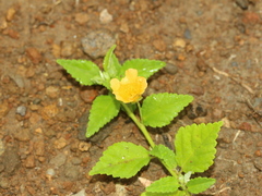 Sida rhombifolia insularis