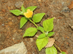 Sida rhombifolia insularis