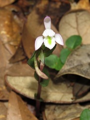 Triphora trianthophoros