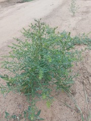 Lepidium apetalum