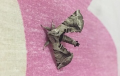 Apatelodes pudefacta