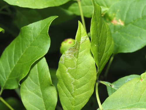Ash Leaf Cone Roller photo 2