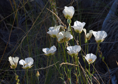 Calochortus howellii