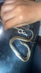 Thamnophis copei