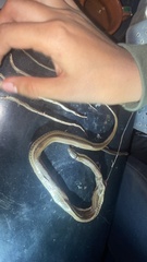 Thamnophis copei