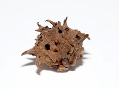 Andricus murtfeldtae