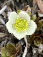 Anemone parviflora