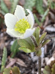 Anemone parviflora