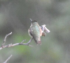 Selasphorus calliope