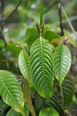 Palicourea violacea