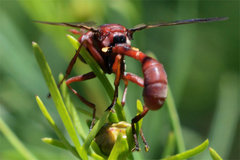 Physocephala burgessi