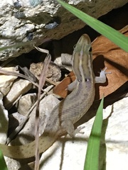 Sphaerodactylus roosevelti
