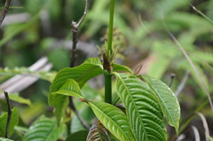 Palicourea violacea
