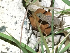 Sphaerodactylus roosevelti