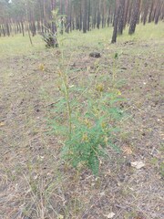 Astragalus propinquus