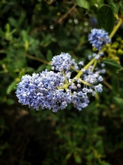 Ceanothus