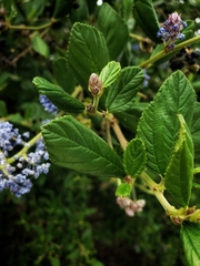 Ceanothus