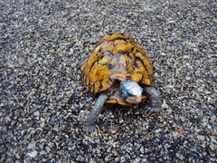 Terrapene carolina yucatana