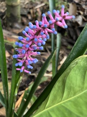 Aechmea gamosepala