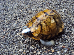 Terrapene carolina yucatana