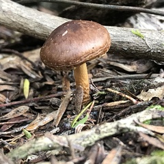Pholiota multicingulata