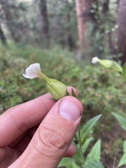 Silene drummondii