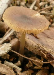 Entoloma readiae