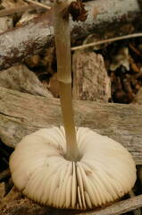 Entoloma readiae
