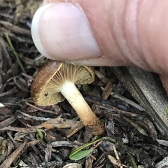 Pholiota multicingulata