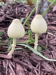 Leucocoprinus birnbaumii image