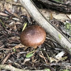 Pholiota multicingulata