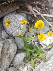 Arnica lanceolata