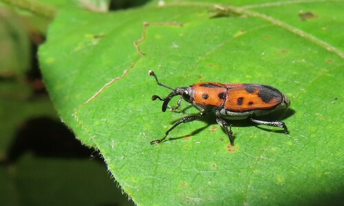Cocklebur Weevil photo 4