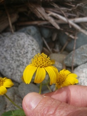 Arnica lanceolata